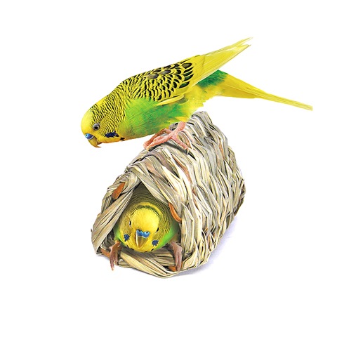 文鳥用 セキセイインコサイズ トンネル 11点 文鳥用 セキセイインコサイズ トンネル 11点 鳥用品