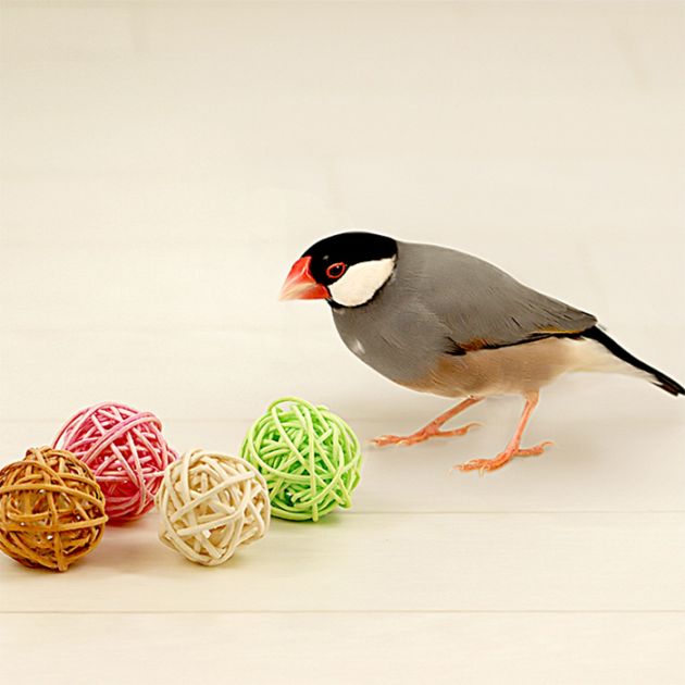バードトイ フォージングラタンS/おもちゃ 藤製 ボール 鳥 インコ