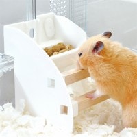 29周年セール中】ハーモニーステップ/おもちゃ かじり木 固定 広葉樹