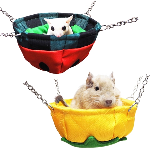 �쥤��ܡ� �ե롼�ĥܥ���/�ϥ��� ���� �٥å� �ϥ��å� �ե������� �ǥ��� Rainbow
