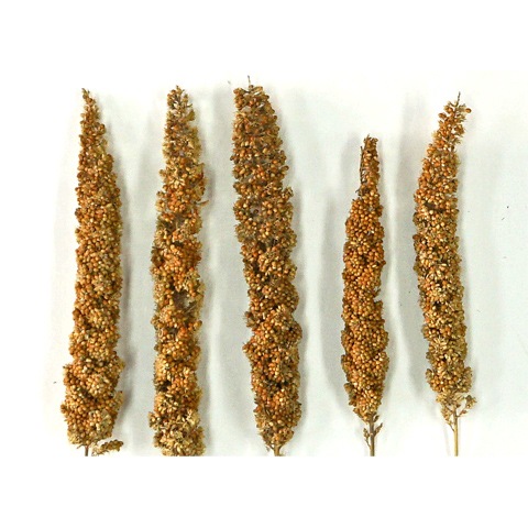 長崎県産 赤粟の穂/おやつ 補助食 粟穂 無農薬栽培 国産 あわほ あわの