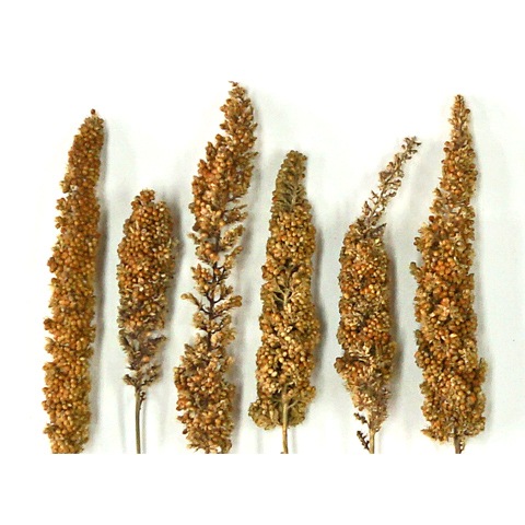 長崎県産 赤粟の穂/おやつ 補助食 粟穂 無農薬栽培 国産 あわほ あわの