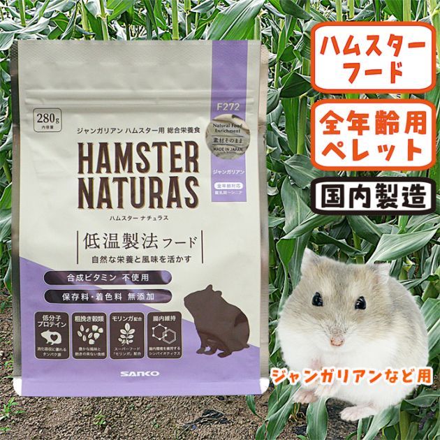 ڥȥåȡ̣2026ǯ1ۥϥॹʥ饹 󥬥ꥢ/ա  ڥå ɥ SANKO 