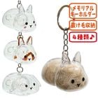 λʬȡۥ/ӼǼ    ͥ å  ܥȥ 