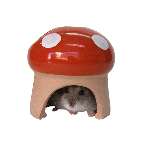 �ǾƤ��ϥ����ʤ��Τ���/���� ����� ���� ƫ�� �ϥॹ���� ����󥬥ꥢ�� SANKO ���󥳡� ��������