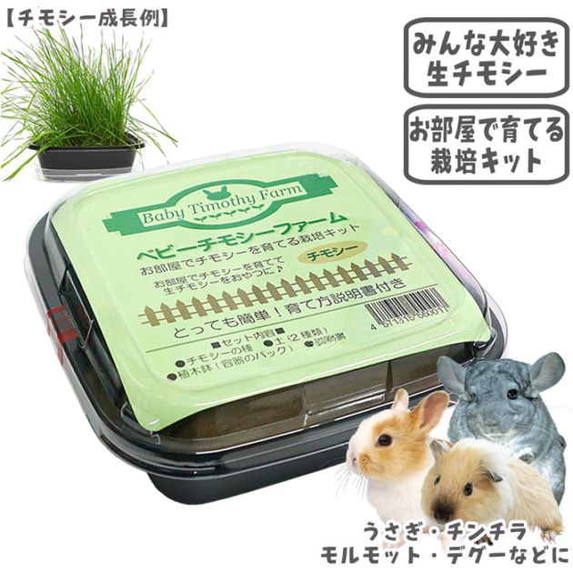 ベビーチモシーファーム/おやつ 餌 えさ エサ 新鮮 生牧草 育てる 栽培