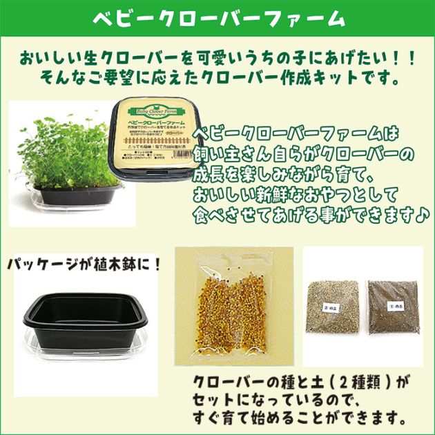 ベビークローバーファーム/おやつ 餌 えさ エサ 新鮮 生 育てる 栽培