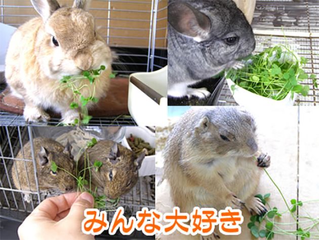 ベビークローバーファーム/おやつ 餌 えさ エサ 新鮮 生 育てる 栽培