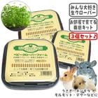 ��28��ǯ��������ۥ٥ӡ��������С��ե������3�ĥ��åȡ�1�Ĥ�����495�ߡ�/����� �� ���� ���� ���� �� ��Ƥ� ���ݥ��å� ������ ������� ����å� �ǥ��� �ץ졼�꡼