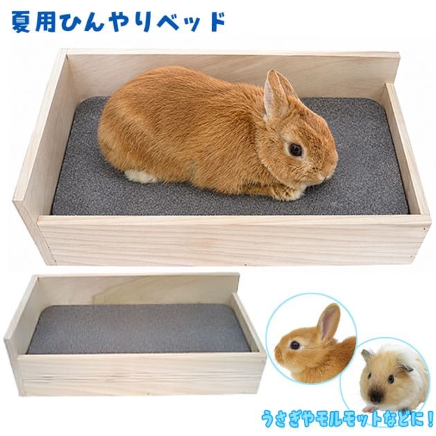 ���ȡ���٥åɥ����ѡ���/ŷ���� �Ҥ��� ������ �ô� �䤨�� �ä��� ���� ����� �ϥ��� ��ưʪ �ץ졼�꡼ ������� ������ ������ ����å�