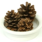 �ѥ��󥳡���/�ޤĤܤä��� ������� �������� ͷ�� ���ȥ쥹��� �ǥ󥿥륱�� ��ưʪ ������ ������ �ǥ��� PINECONE ���