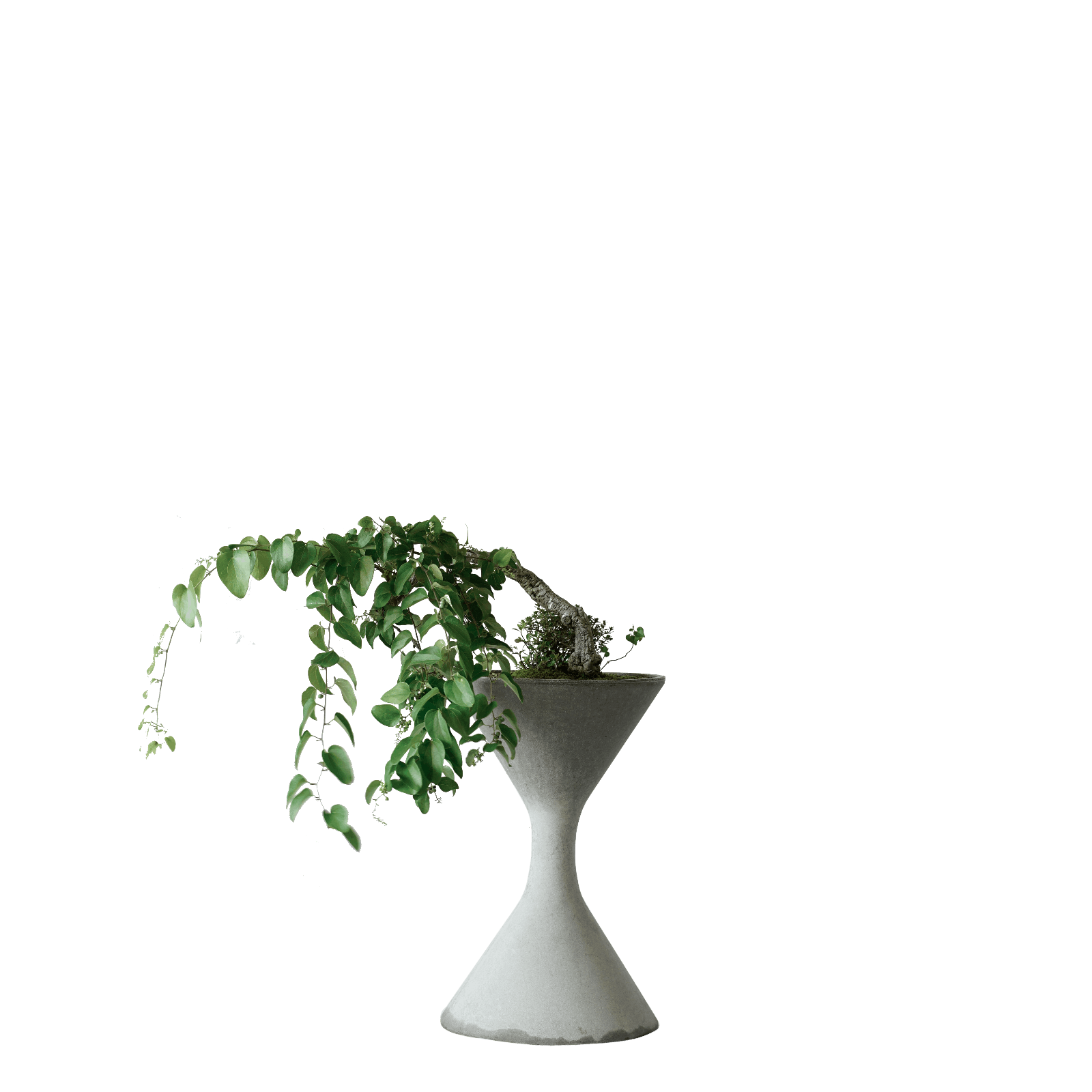 オーダー品 スイカズラとつぶつぶ草 オーダー品 スイカズラとつぶつぶ草