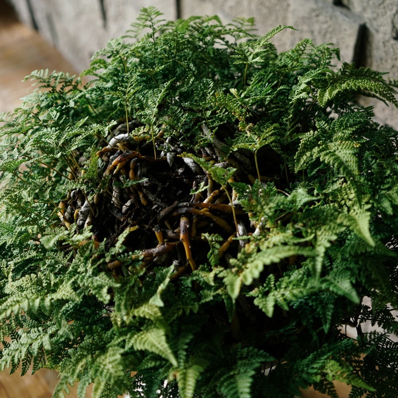 �ȥ��亮�Υ֡� SPINDLE��S)