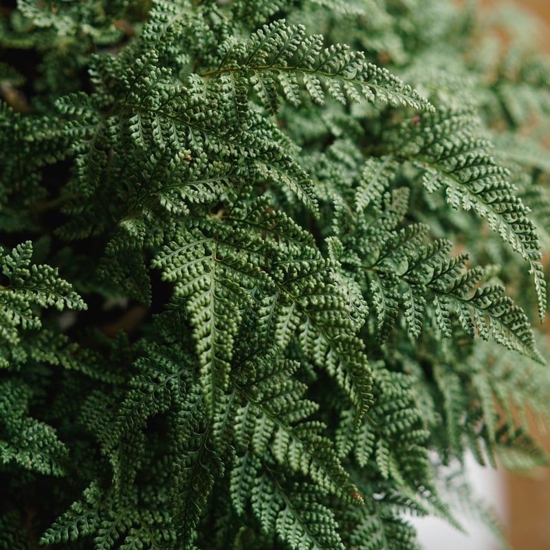 �ȥ��亮�Υ֡� SPINDLE��S)