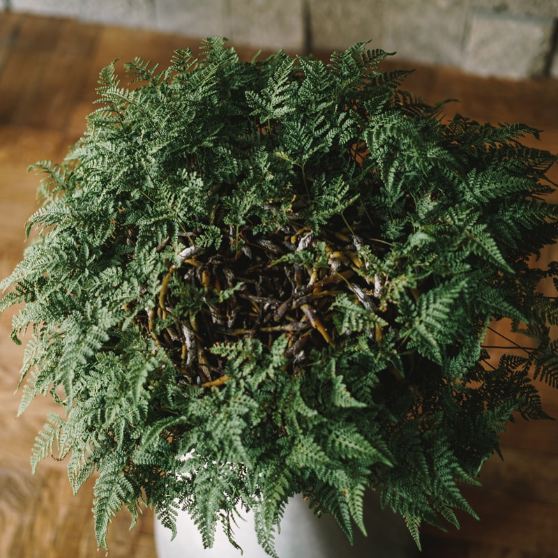 �ȥ��亮�Υ֡� SPINDLE��S)