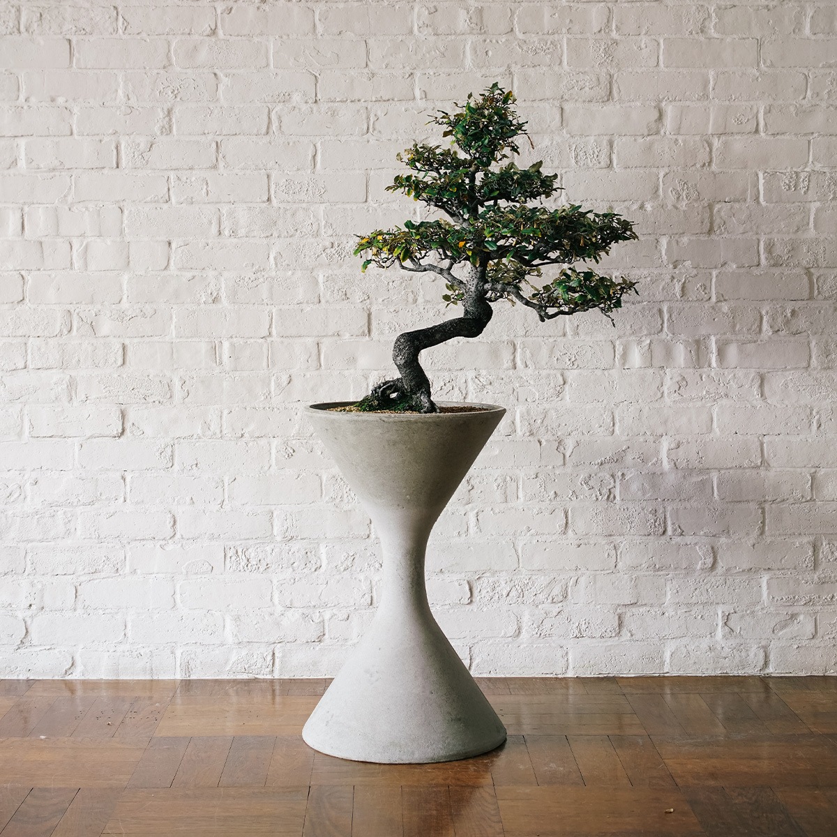 2025年新作 | S SPINDLE × 寒グミ Home P.F.S. | | 植物 accessory,Plants カードファイト!! ヴァンガード