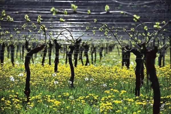 ベルターニ ソアーヴェ 2024 | イタリアワイン・イタリア食材の通販