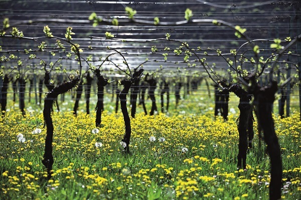 ベルターニ “ソアーヴェ・ベルターニ”ヴィンテージ・エディション 2022