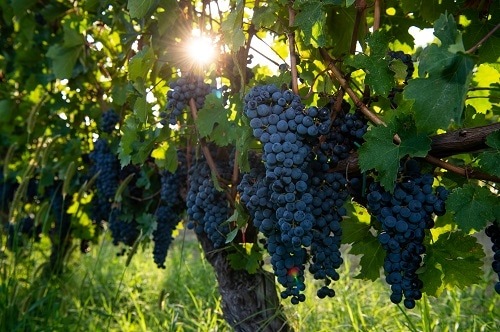 ウマニ・ロンキ “ヨーリオ”モンテプルチアーノ・ダブルッツォ 2022