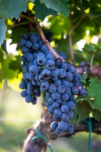 ウマニ・ロンキ “ヨーリオ”モンテプルチアーノ・ダブルッツォ 2022