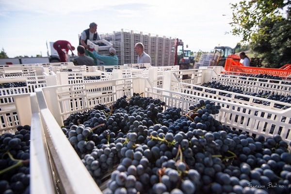 メリーニ パッシエーノ 2019 | イタリアワイン・イタリア食材の通販