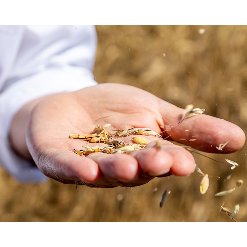 マンチーニ マッケローニ | イタリアワイン・イタリア食材の通販ならカ