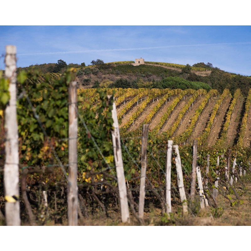 超希少 早い者勝ち 自然派ワイン12本セット ツェッペ 城戸 カーゼコリーニ 早い者勝ち 自然派12本セット ツェッペ ボーペイサージュ 城戸