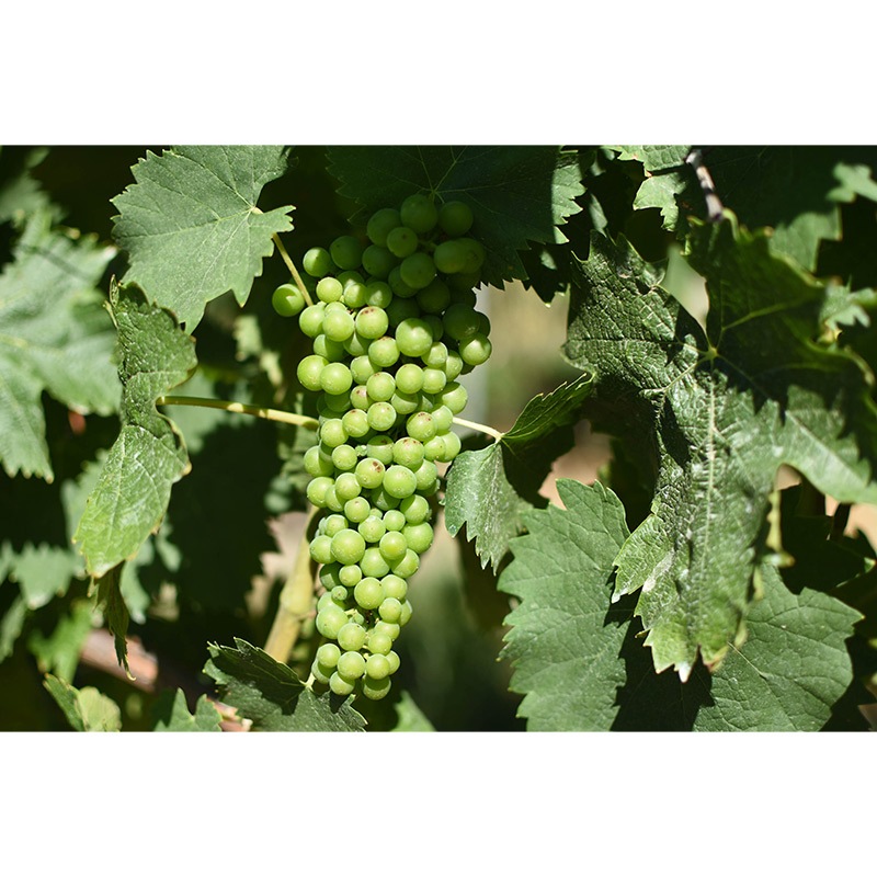 絢爛優美 コントラット 美食饗宴 秋実る 10月ワインセット【送料無料