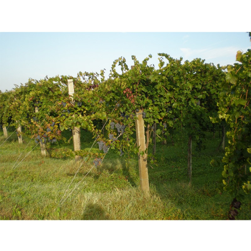 アドリアーノ・グロソリ dal1891 アチェート・バルサミコ | イタリア