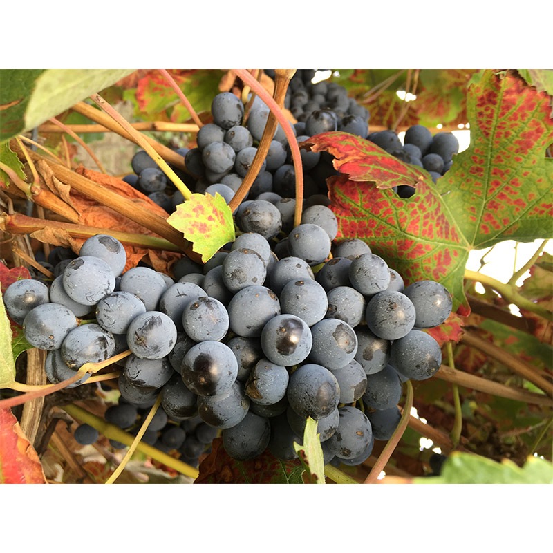 アドリアーノ・グロソリ dal1891 アチェート・バルサミコ | イタリア