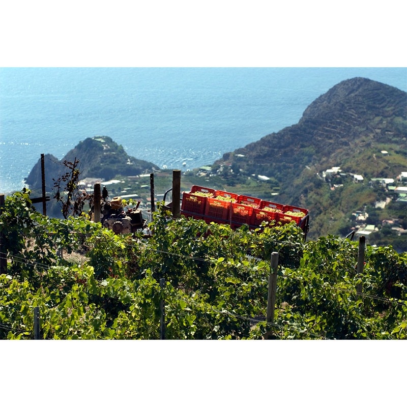 カーサ・ダンブラ ビアンコレッラ・イスキア・ビアンコ 2024