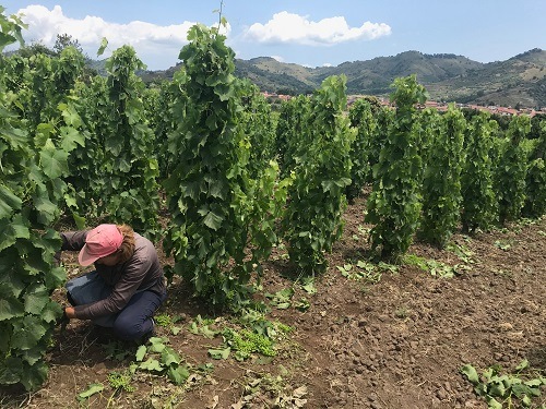 ヴィヴェラ エトナ・ビアンコ 2022 | イタリアワイン・イタリア食材の