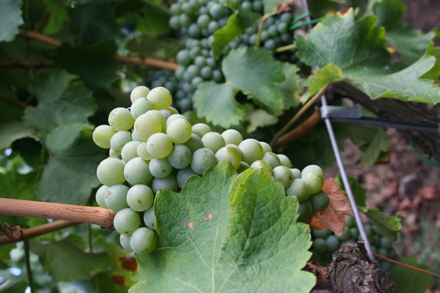 ヴィヴェラ エトナ・ビアンコ 2022 | イタリアワイン・イタリア食材の