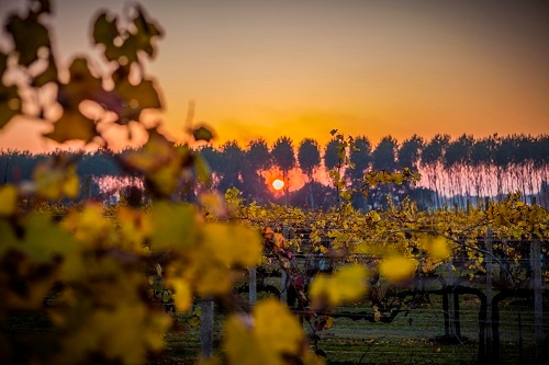 レ・モンデ ピノ・グリージオ・フリウリ 2024 | イタリアワイン