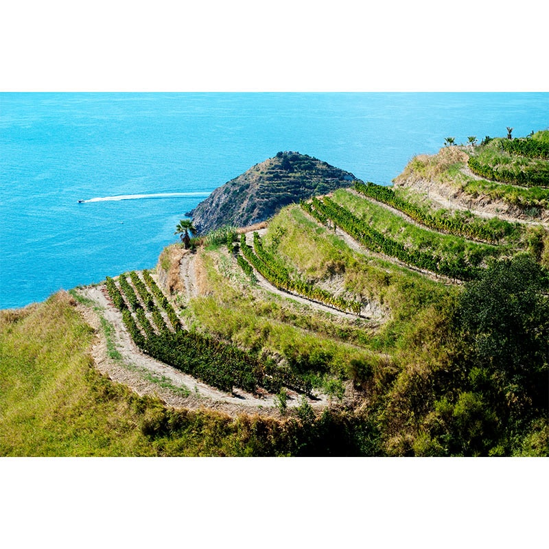 カーサ・ダンブラ “テヌータ・フラッシテッリ”イスキア・ビアンコ 2024