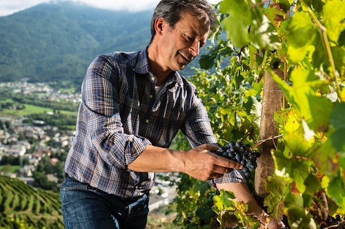 ニーノ・ネグリ アルピ・レティケ・ビアンコ 2023 | イタリアワイン