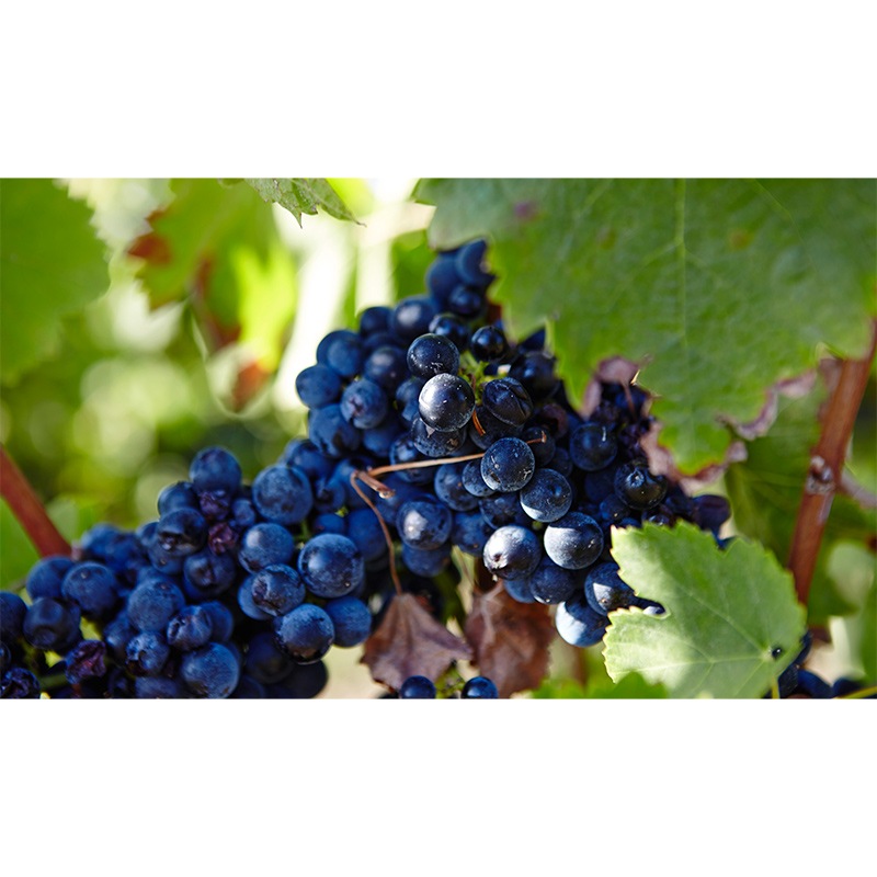 ヴィッラ・マティルデ ファレルノ・デル・マッシコ・ロッソ 2020