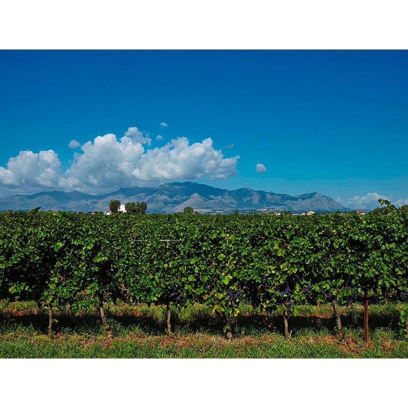 ヴィッラ・マティルデ “ロッカレオーニ”アリアニコ・カンパーニア 2021