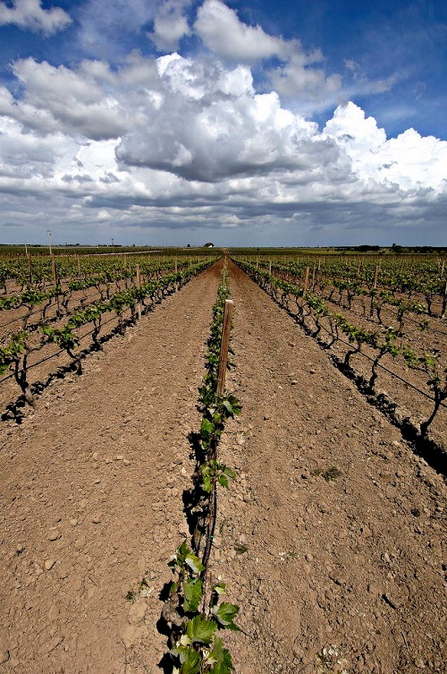 カステッロ・モナチ フェウド・モナチ フィアーノ・サレント 2024