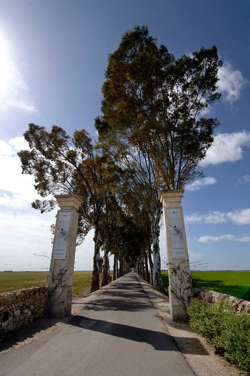 【1ペア】パルナシウス・アポロ（モンゴル産） カステッロ・モナチ フェウド・モナチ ネグロアマーロ・サレント