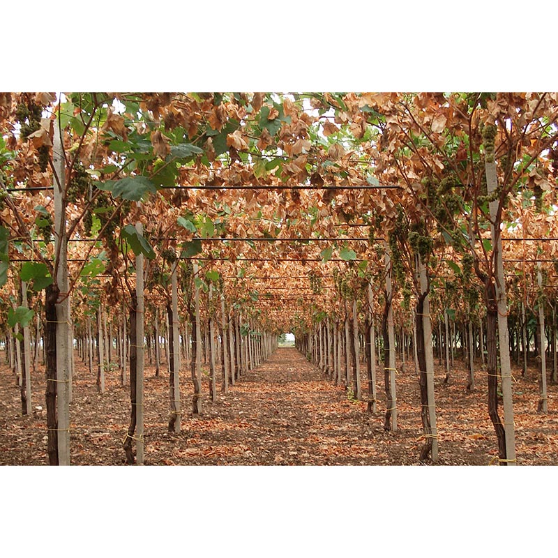 テアヌム “カステッリ・ディ・セヴェリーノ”カベルネ