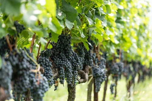 ニーノ・ネグリ ヴァルテッリーナ・スペリオーレ・リゼルヴァ 2018