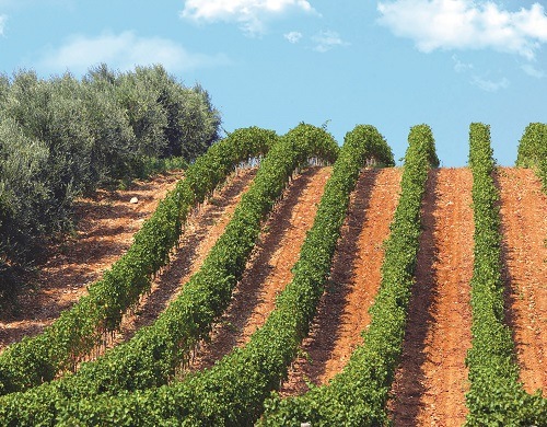 レ・マンフレディ マンフレディ・ビアンコ・バジリカータ 2024