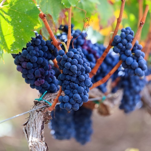 ドゥーカ・ディ・サラパルータ “パッソ・デッレ・ムーレ”シチリア