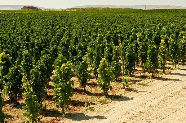 ドゥーカ・ディ・サラパルータ “パッソ・デッレ・ムーレ”シチリア