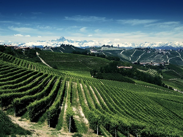 フォンタナフレッダ バローロ・ラ・ローザ1999 | イタリアワイン