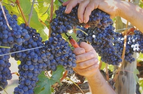 バンフィ “ポッジョ・アローロ”ブルネッロ・ディ・モンタルチーノ