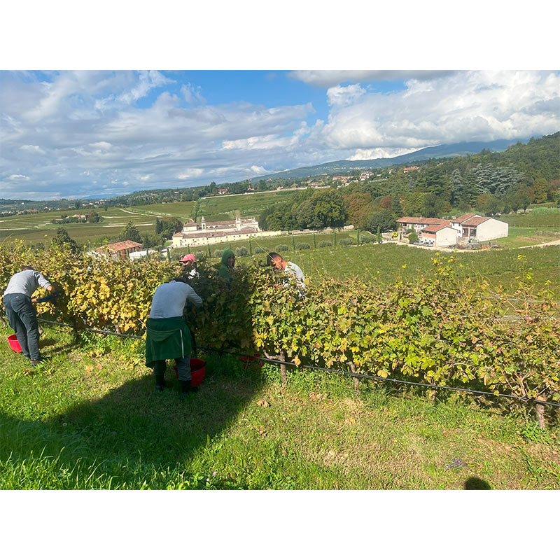 日本初上陸・先行発売】3セット限定 ベルターニ・オン アマローネ