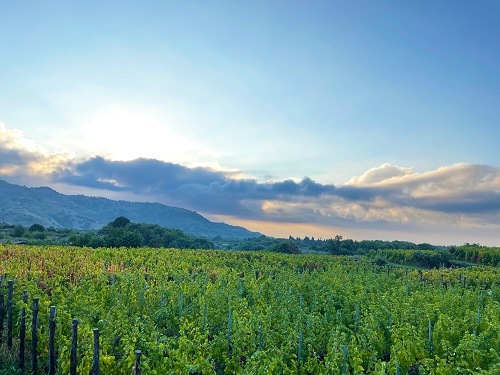 ヴィヴェラ “サリズィーレ”エトナ・ビアンコ 2018 | イタリアワイン