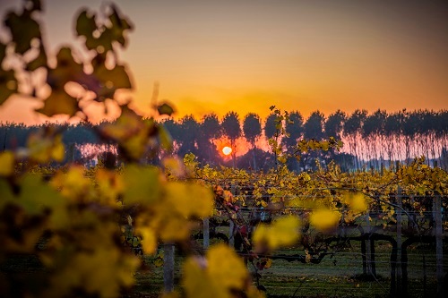 レ・モンデ “テヌータ・マッカン” ピノ・グリージオ・デッレ